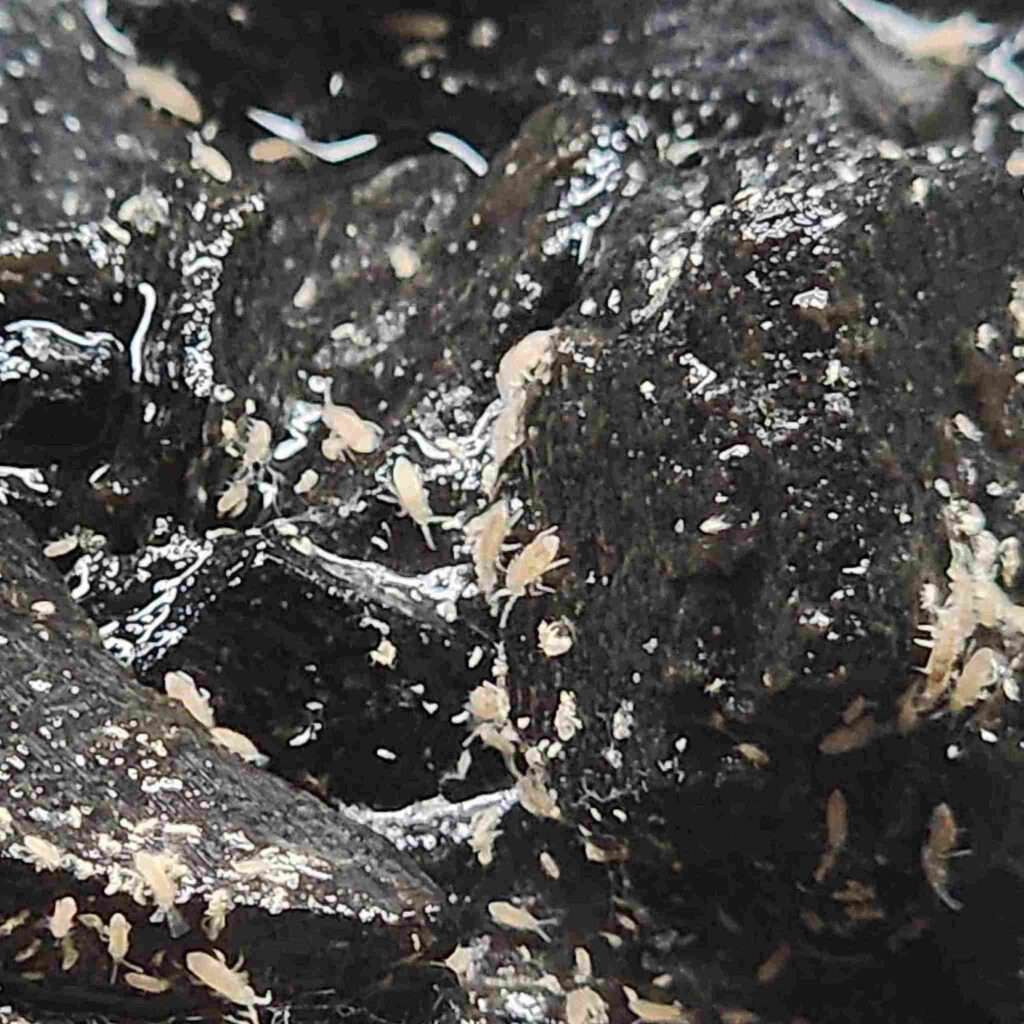 Small Ranunculus Invertirbrate Other inverts – Australian Invertebrates