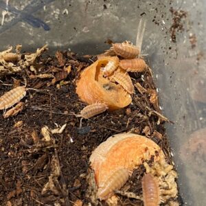 P scaber orange embers