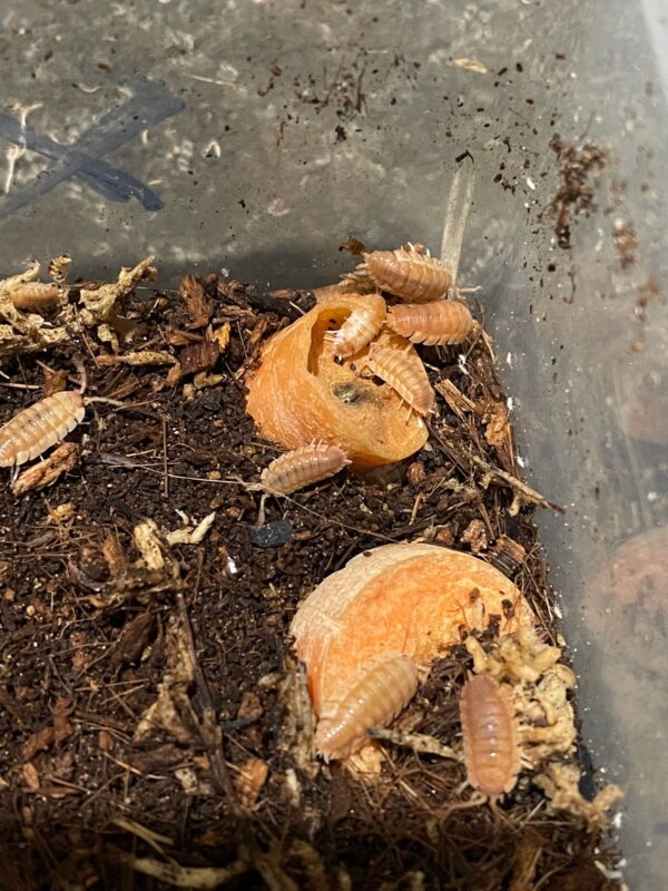 P scaber orange embers