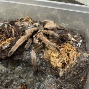 Adult Male P cape Gloucester