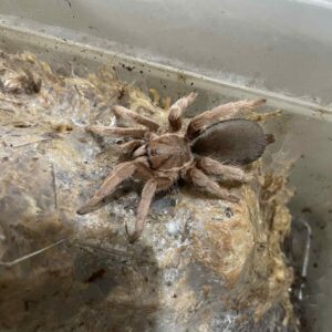 selenotholus secret squirrel