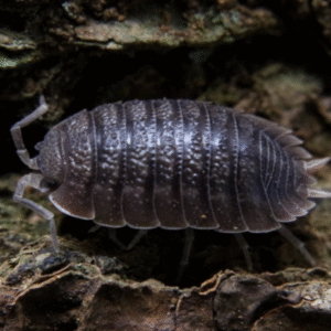 Giant Canyon Isopods (Porcellio dilatatus)