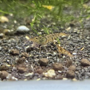 Mixed Caridina Tiger Shrimp | Mixed Sizes