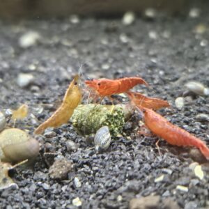 Neocaridina Red Cherry Shrimp Mixed Grade