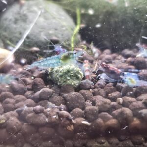 Neocaridina Spiderman Shrimp