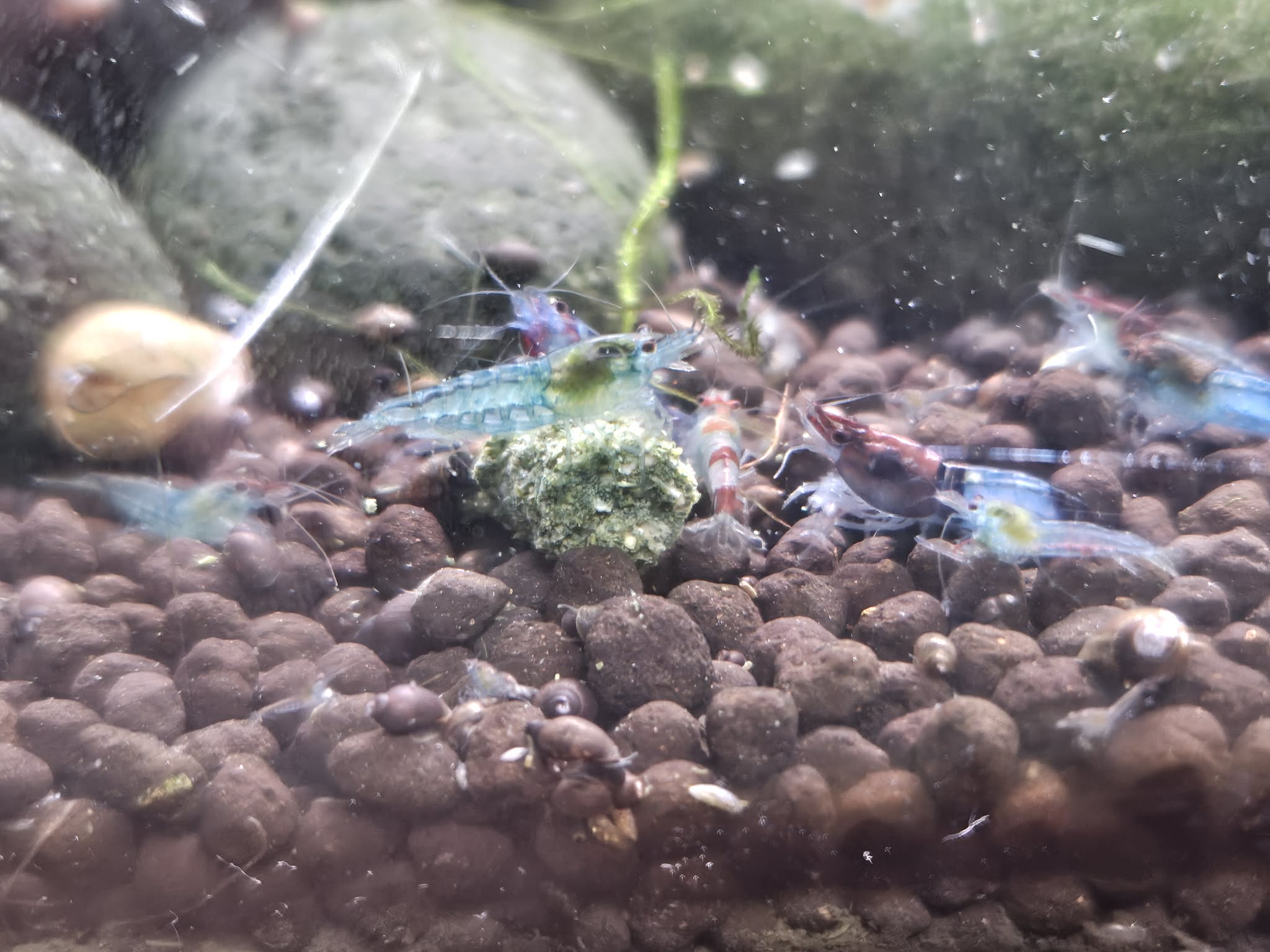 Neocaridina Spiderman Shrimp