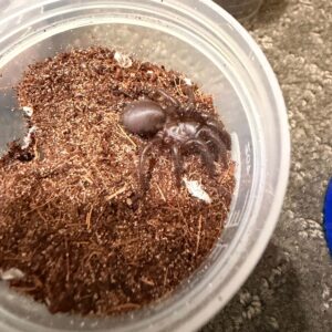 Port Macquarie Funnel-web (Hadronyche macquariensis)