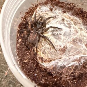 Slender Funnel-web (Bymainiella terraereginae)