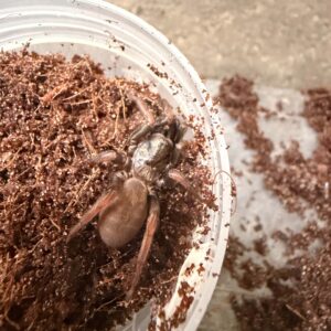 Turret-Building Arbanitis (Arbanitis cf. robertsi)