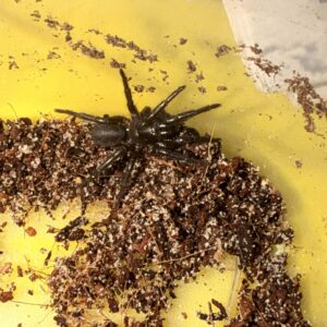 Border Ranges Funnelweb spider (Hadronyche Valida) - 3cm