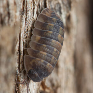 NEW!! Cubaris nigroflava