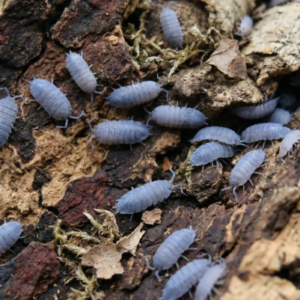 Powder Blue Isopods (Porcellionides sp.)
