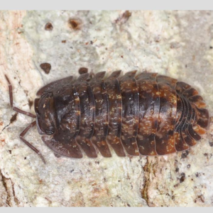 Red Fringed Helm's Merloned Isopods (Merulana helsmiana)