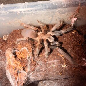 Phlogius Lakeland Strennus 14cm Adult Female Tarantula