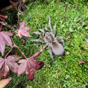 Selenotypus Plumipes Adult Female Tarantula