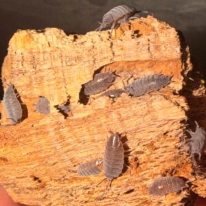 Powder Brown Isopods (Porcellionides sp.)
