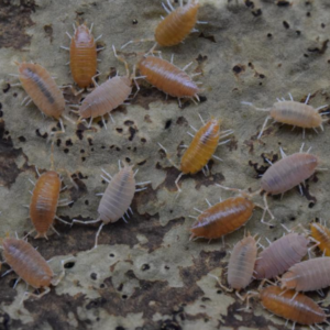 Powder Orange Isopods (Porcellionides sp.)