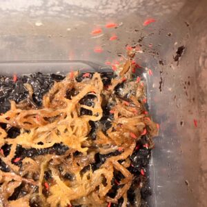 Red springtails