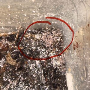 Tiny-Blue-Springtails