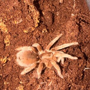 Selenotypus Banana