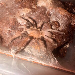 Phlogius Black Adult Female