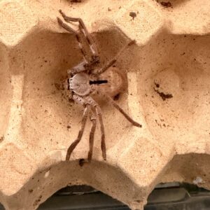Giant Banded Huntsman Spider (Holconia immanis)