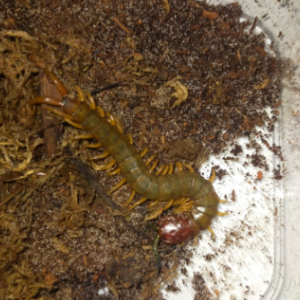 Cormocephalus "Bundaberg"