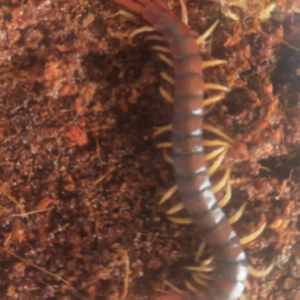 Orange-footed Centipede (Cormocephalus aurantiipes)
