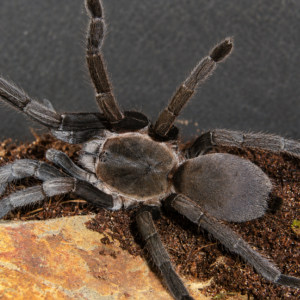 Phlogius Rubiseta