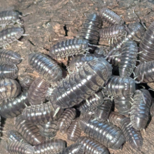 Skeletor Pillbugs