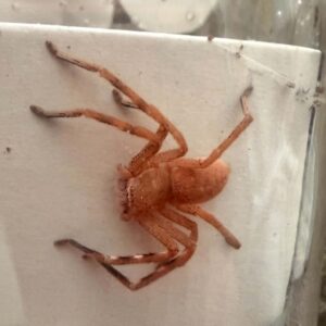 Northern Badge Huntsman (Neosparassus salacius)