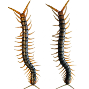 Ethmostigmus rubripes (New England Dark Tiger)