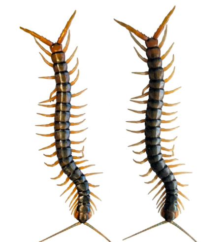 Ethmostigmus rubripes (New England Dark Tiger)